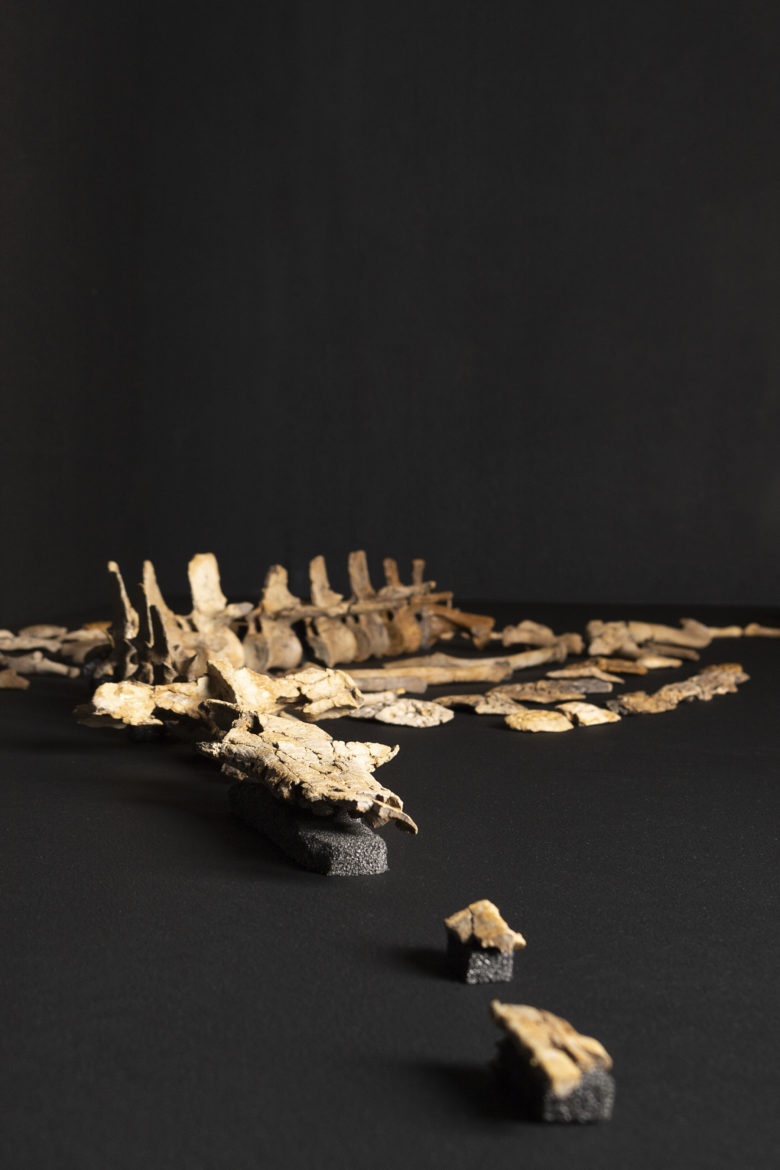 squelette fossile exposition jurassica Porrentruy