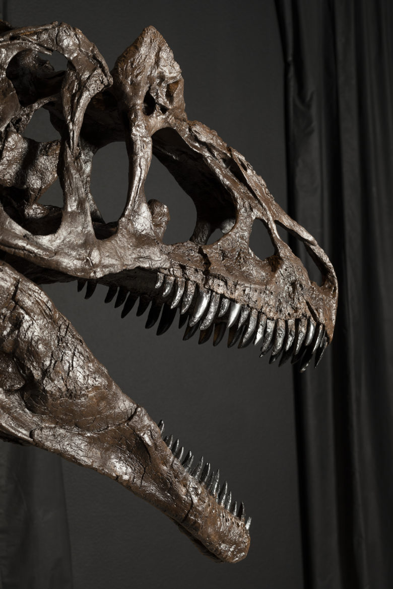 allosaure musée exposition dinosaure projet personnel Transjuranicus